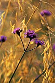 VERBENA BONARIENSIS, VERBENA, BRAZILIAN VERBENA