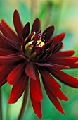 DAHLIA ‘CHAT NOIR’, DAHLIA