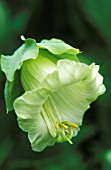 COBAEA SCANDENS, CUP AND SAUCER