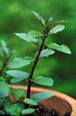 MENTHA PIPERITA, MINT - PEPPERMINT