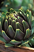 CYNARA SCOLYMUS, GLOBE ARTICHOKE