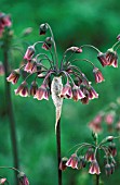 NECTAROSCORDUM SICULUM BULGARICUM, NECTAROSCORDUM