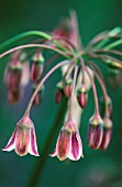 NECTAROSCORDUM SICULUM BULGARICUM, NECTAROSCORDUM