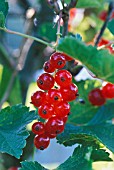 RIBES RUBRUM, SATIVUM ‘EARLIEST OF FOURLANDS’, CURRANT - REDCURRANT