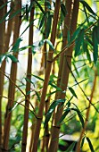 PHYLLOSTACHYS VIVA X AURECAULIS, BAMBOO