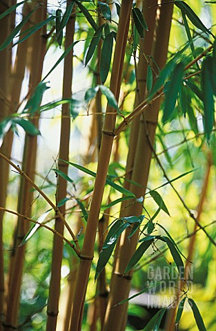 PHYLLOSTACHYS_VIVA_X_AURECAULIS_BAMBOO