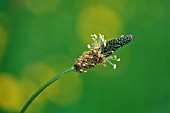 PLANTAGO LANCEOLATA, PLANTAIN - RIBWORT