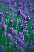 LAVANDULA AUGUSTIFOLIA ‘HOLGATE’, LAVENDER