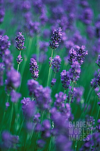 LAVANDULA_AUGUSTIFOLIA_HOLGATE_LAVENDER