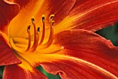 HEMEROCALLIS ‘CYNTHIA MAY’, DAYLILY