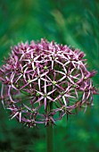 ALLIUM CRISTOPHII, ALLIUM