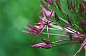 ALLIUM CRISTOPHII, ALLIUM