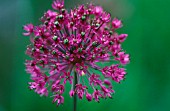 ALLIUM HOLLANDICUM PURPLE SENSATION, ALLIUM