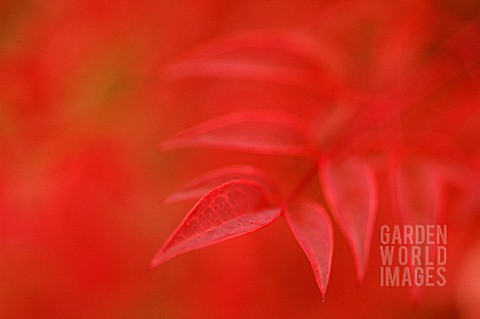 RED_LEAVES