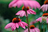 ECHINACEA, ECHINACEA, PURPLE CONEFLOWER