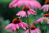 ECHINACEA, ECHINACEA, PURPLE CONEFLOWER