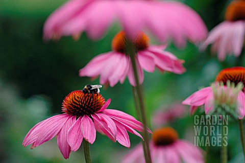 ECHINACEA_ECHINACEA_PURPLE_CONEFLOWER