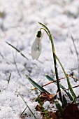 GALANTHUS, SNOWDROP