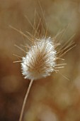 LAGURUS OVATUS, HARE’S TAIL