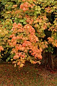 AESCULUS HIPPOCASTANUM, HORSE CHESTNUT