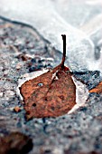 BETULA PENDULA, BIRCH - WEEPING BIRCH