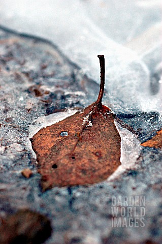 BETULA_PENDULA_BIRCH__WEEPING_BIRCH