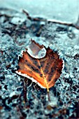 BETULA PENDULA, BIRCH - WEEPING BIRCH