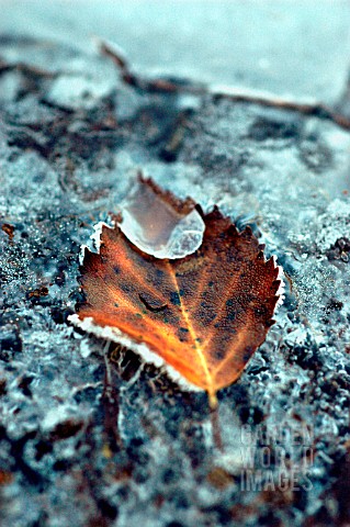 BETULA_PENDULA_BIRCH__WEEPING_BIRCH