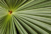 PALM - FAN PALM