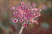 DAUCUS CAROTA, CARROT - WILD CARROT