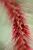 PENNISETUM SECATEUM ‘RUBRUM’, PURPLE FOUNTAIN GRASS