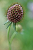 SCABIOSA CAUCASIA CLIVE GREAVES, SCABIOUS