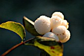 SYMPHORICAPOS RIVULARIS, SNOW-BERRY