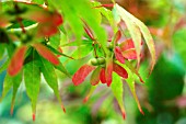 ACER PALMATUM, JAPANESE MAPLE