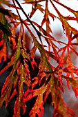 ACER PALMATUM DISSECTUM ATROPURPUREUM, JAPANESE MAPLE