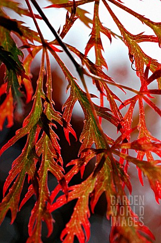 ACER_PALMATUM_DISSECTUM_ATROPURPUREUM_JAPANESE_MAPLE