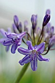 AGAPANTHUS AFRICANUS, AGAPANTHUS