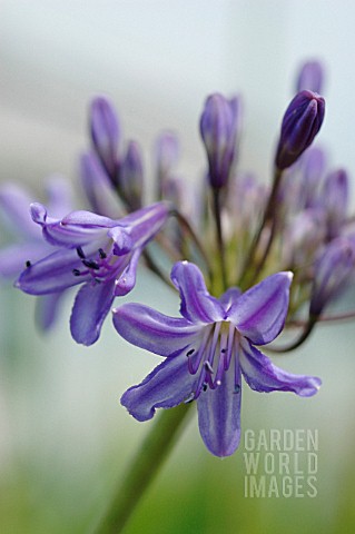 AGAPANTHUS_AFRICANUS_AGAPANTHUS