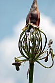 AGAPANTHUS AFRICANUS, AGAPANTHUS