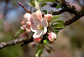 MALUS DOMESTICA, APPLE