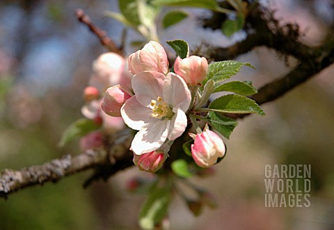 MALUS_DOMESTICA_APPLE