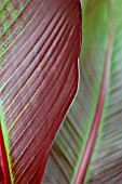 ENSETE VENTRICOSUM ‘MAURELII’, BANANA - RED