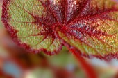 BEGONIA REX, BEGONIA