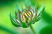 HELENIUM, HELENS FLOWER, SNEEZEWEED