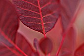 COTINUS COGGYGRIA ROYAL PURPLE, SMOKE BUSH