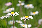 BELLIS PERENNIS, DAISY - LAWN DAISY