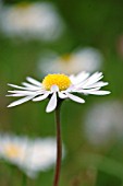 BELLIS PERENNIS, DAISY - LAWN DAISY