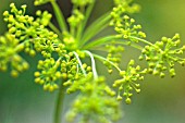 FOENICULUM VULGARE, FENNEL