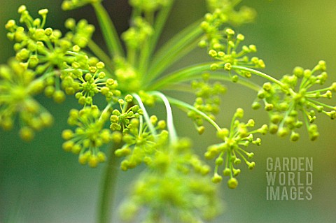 FOENICULUM_VULGARE_FENNEL