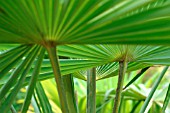 PALM - FAN PALM